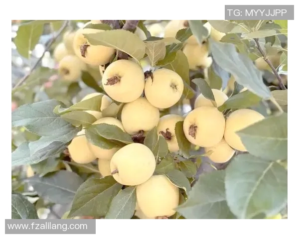 果园里的四季变迁:探索丰收的秘密与自然的奇妙共舞